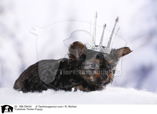 Yorkshire Terrier Welpe / Yorkshire Terrier Puppy / RR-78430