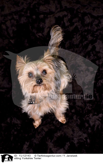 sitzender Yorkshire Terrier / sitting Yorkshire Terrier / YJ-12143