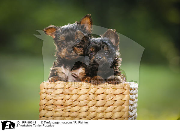 2 Yorkshire Terrier Welpen / 2 Yorkshire Terrier Puppies / RR-86348