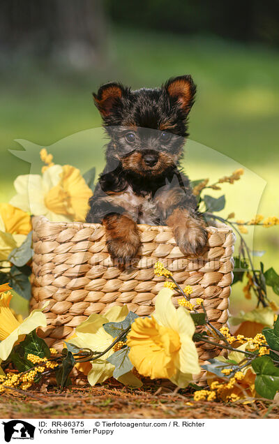 Yorkshire Terrier Welpe / Yorkshire Terrier Puppy / RR-86375
