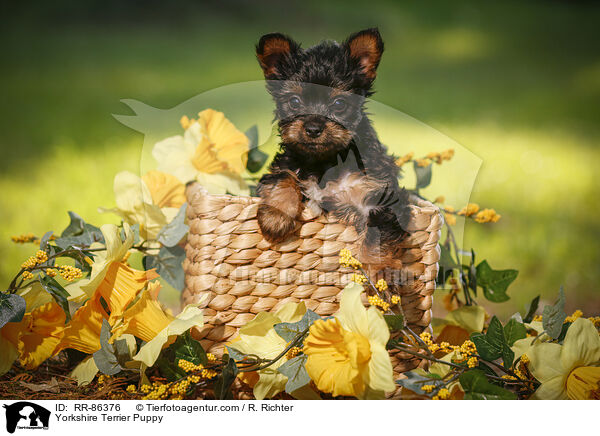 Yorkshire Terrier Welpe / Yorkshire Terrier Puppy / RR-86376
