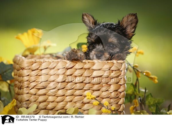 Yorkshire Terrier Welpe / Yorkshire Terrier Puppy / RR-86379