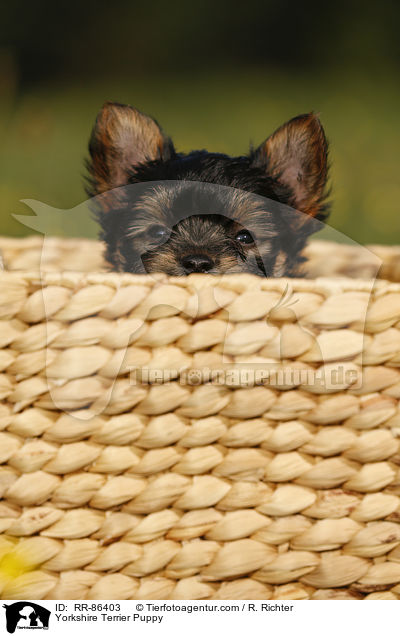 Yorkshire Terrier Welpe / Yorkshire Terrier Puppy / RR-86403