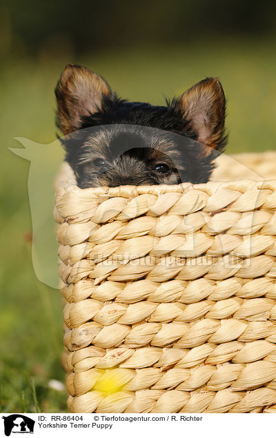 Yorkshire Terrier Welpe / Yorkshire Terrier Puppy / RR-86404