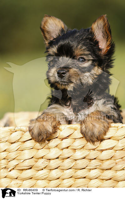 Yorkshire Terrier Welpe / Yorkshire Terrier Puppy / RR-86409