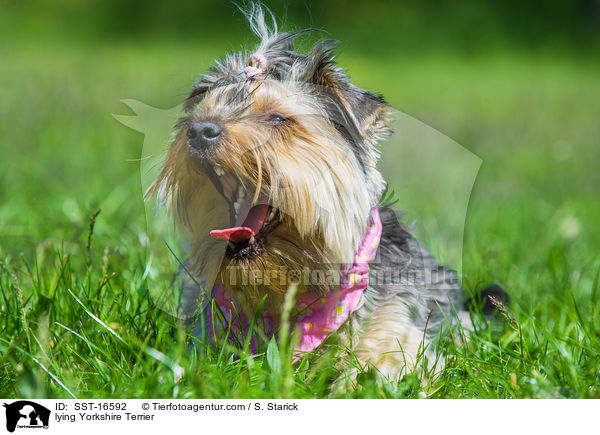 liegender Yorkshire Terrier / lying Yorkshire Terrier / SST-16592