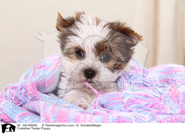Yorkshire Terrier Welpe / Yorkshire Terrier Puppy / SS-49940