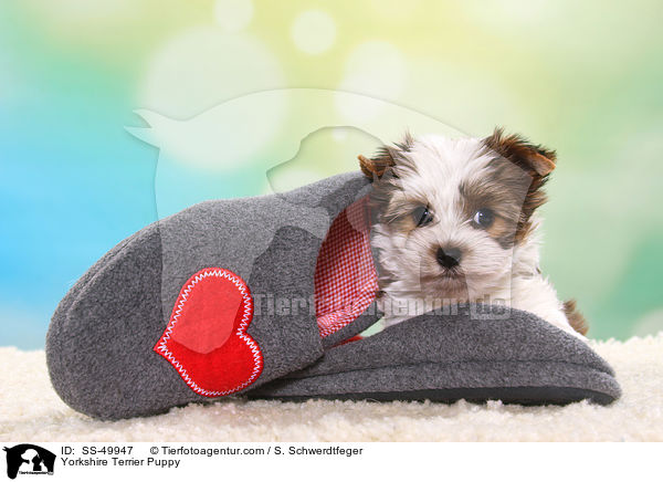 Yorkshire Terrier Welpe / Yorkshire Terrier Puppy / SS-49947