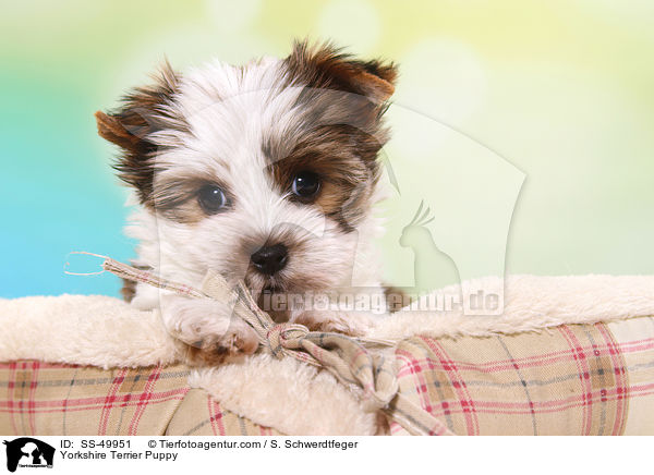 Yorkshire Terrier Welpe / Yorkshire Terrier Puppy / SS-49951