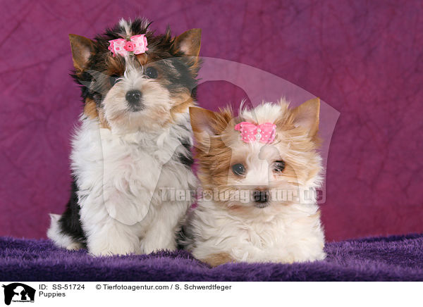 Puppies / SS-51724