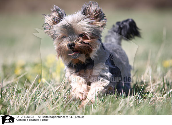 rennender Yorkshire Terrier / running Yorkshire Terrier / JH-25902