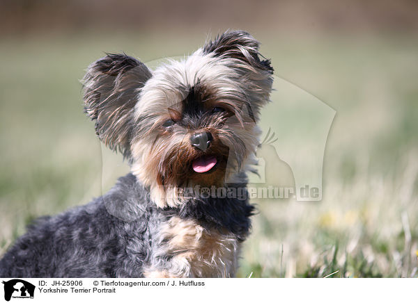 Yorkshire Terrier Portrait / Yorkshire Terrier Portrait / JH-25906