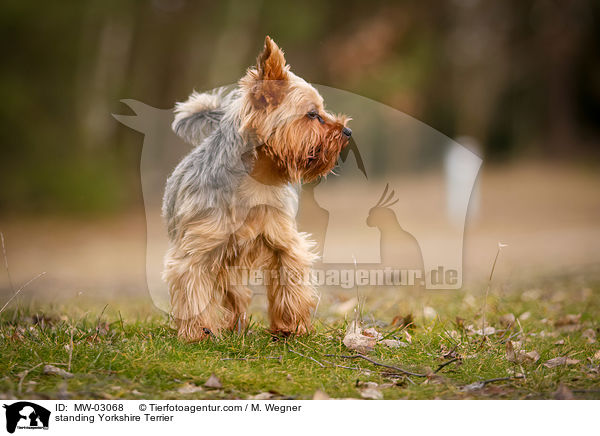 stehender Yorkshire Terrier / standing Yorkshire Terrier / MW-03068