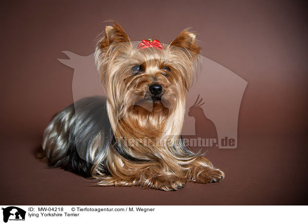 liegender Yorkshire Terrier / lying Yorkshire Terrier / MW-04218