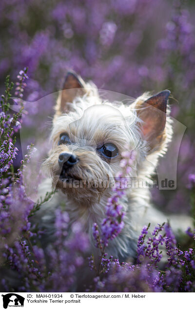 Yorkshire Terrier Portrait / Yorkshire Terrier portrait / MAH-01934
