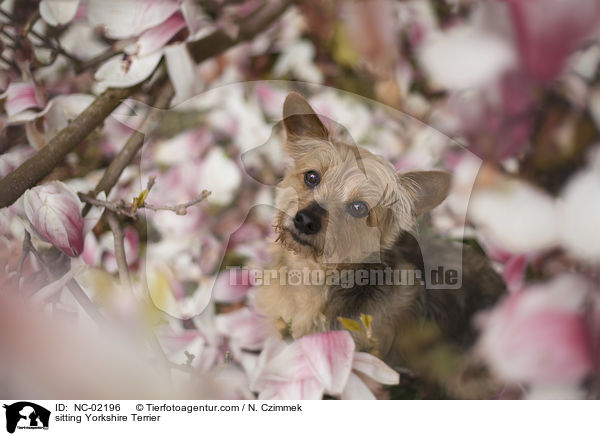 sitzender Yorkshire Terrier / sitting Yorkshire Terrier / NC-02196