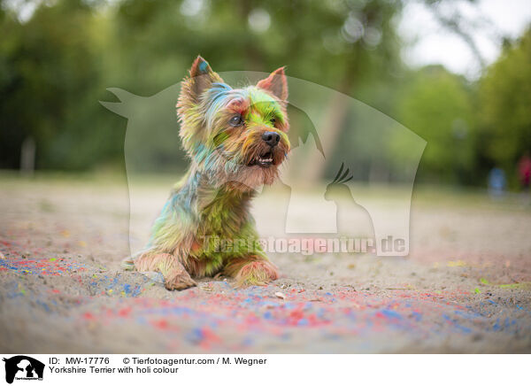Yorkshire Terrier mit Holifarbe / Yorkshire Terrier with holi colour / MW-17776