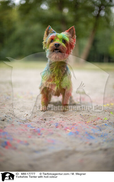 Yorkshire Terrier mit Holifarbe / Yorkshire Terrier with holi colour / MW-17777