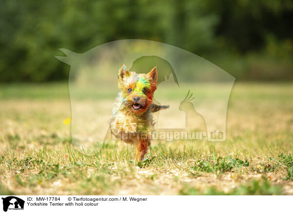 Yorkshire Terrier mit Holifarbe / Yorkshire Terrier with holi colour / MW-17784
