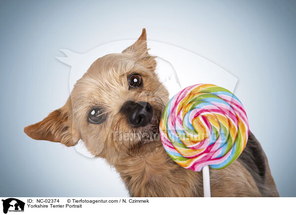 Yorkshire Terrier Portrait / Yorkshire Terrier Portrait / NC-02374