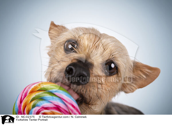 Yorkshire Terrier Portrait / Yorkshire Terrier Portrait / NC-02375