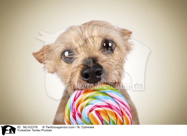 Yorkshire Terrier Portrait / Yorkshire Terrier Portrait / NC-02376
