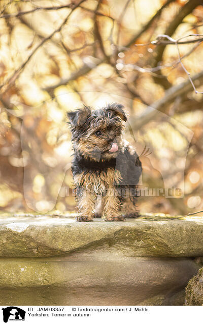 Yorkshire Terrier in autumn / JAM-03357