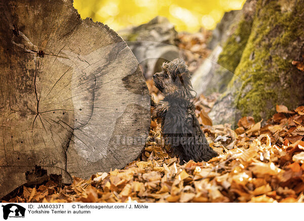 Yorkshire Terrier in autumn / JAM-03371