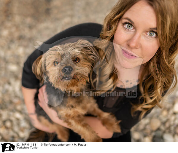 Yorkshire Terrier / Yorkshire Terrier / MP-01133