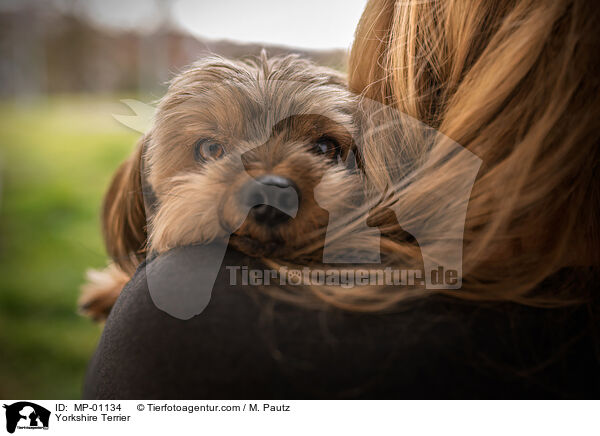 Yorkshire Terrier / Yorkshire Terrier / MP-01134