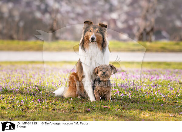 2 dogs / MP-01135