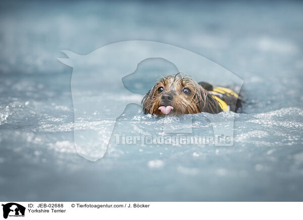 Yorkshire Terrier / Yorkshire Terrier / JEB-02688