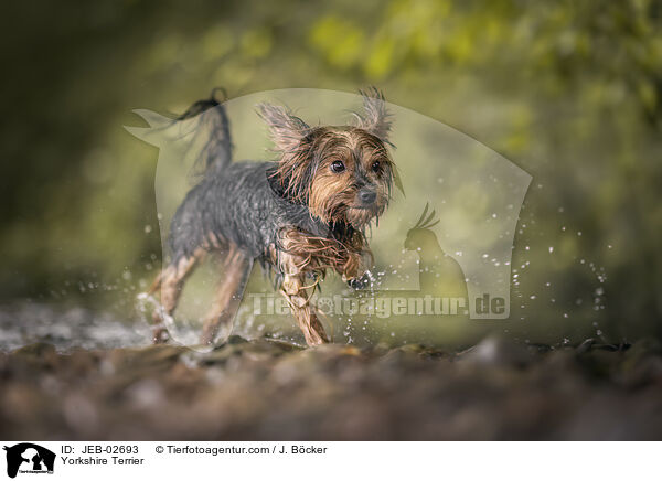 Yorkshire Terrier / Yorkshire Terrier / JEB-02693