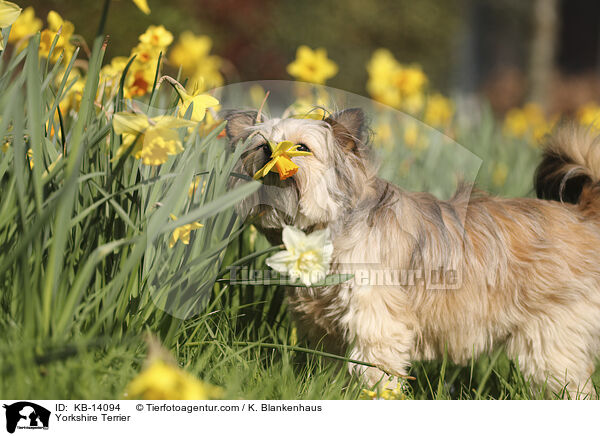 Yorkshire Terrier / KB-14094