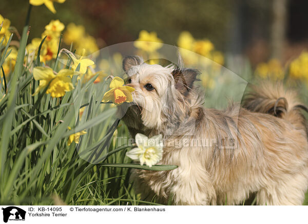 Yorkshire Terrier / KB-14095