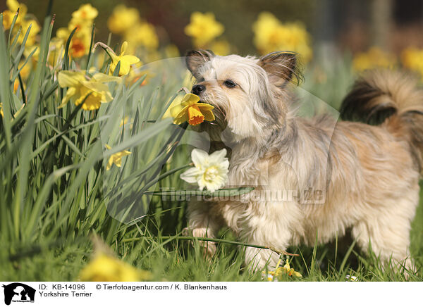 Yorkshire Terrier / Yorkshire Terrier / KB-14096