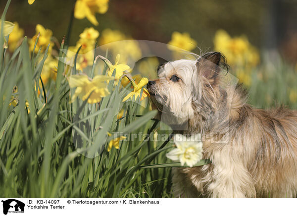 Yorkshire Terrier / Yorkshire Terrier / KB-14097