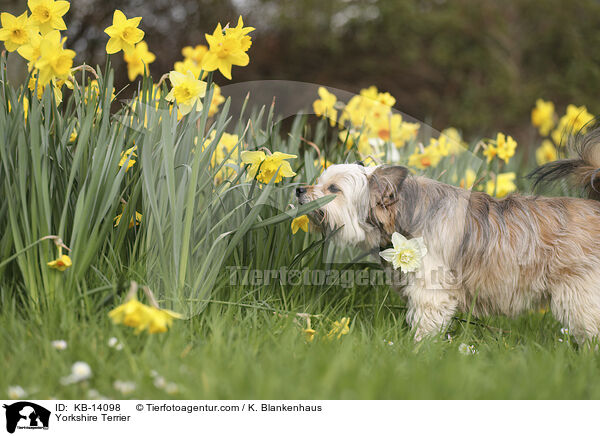 Yorkshire Terrier / KB-14098