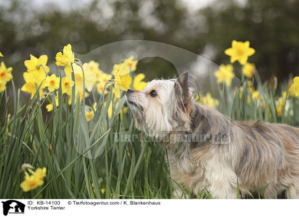 Yorkshire Terrier / Yorkshire Terrier / KB-14100