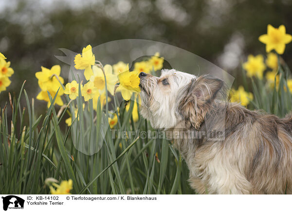 Yorkshire Terrier / KB-14102