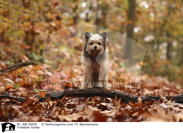 Yorkshire Terrier / Yorkshire Terrier / KB-16536