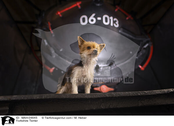 Yorkshire Terrier / Yorkshire Terrier / MAH-04645