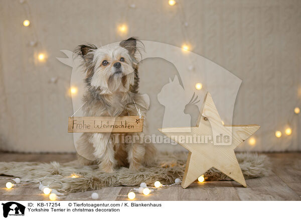 Yorkshire Terrier in Weihnachtsdeko / Yorkshire Terrier in christmas decoration / KB-17254