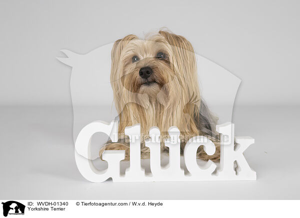 Yorkshire Terrier / Yorkshire Terrier / WVDH-01340