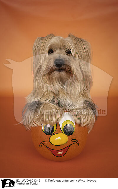 Yorkshire Terrier / Yorkshire Terrier / WVDH-01342