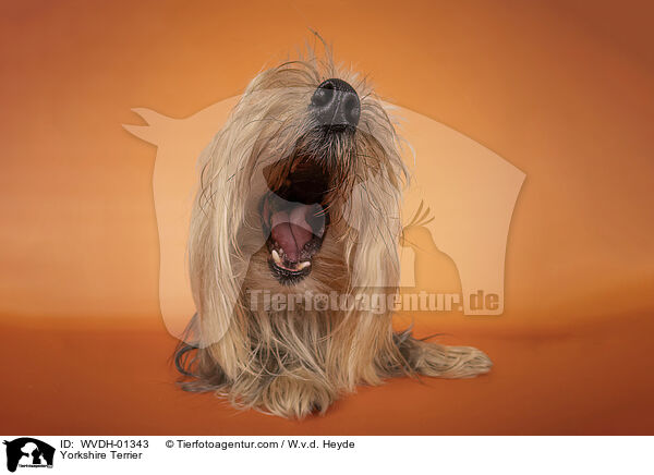Yorkshire Terrier / Yorkshire Terrier / WVDH-01343