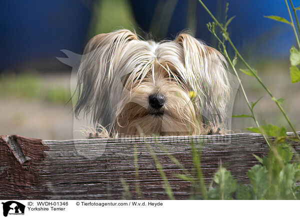 Yorkshire Terrier / Yorkshire Terrier / WVDH-01346