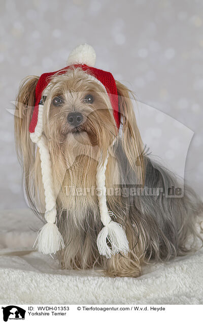 Yorkshire Terrier / Yorkshire Terrier / WVDH-01353