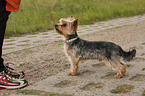 Yorkshire Terrier