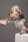 Yorkshire Terrierv gives paw